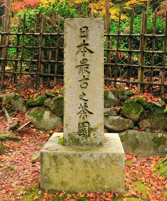 京都高山寺の日本最古の茶園