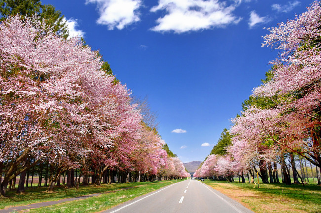 新ひだか町の二十間道路の桜