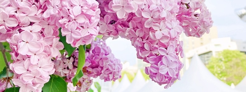 ライラックの花